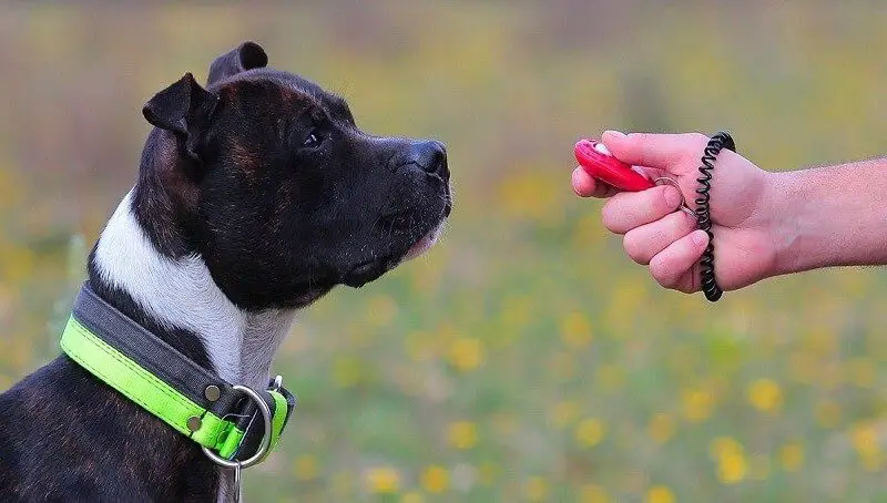 Clicker Training For Dogs
