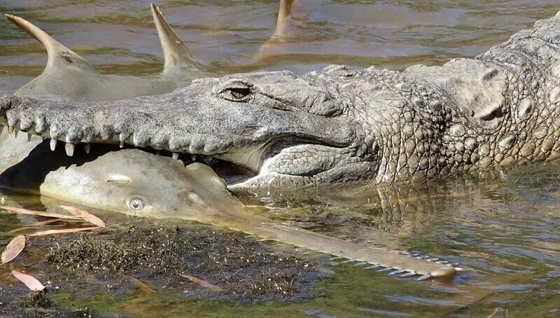 Crocodile Eating