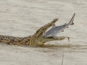Crocodile Eating Shark