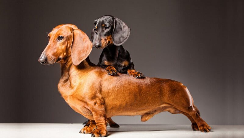 Dachshund Lifespan