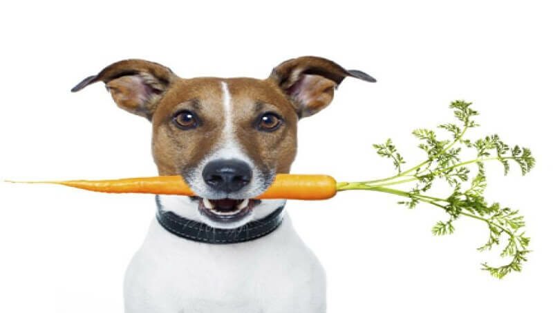 A Dog and Carrot