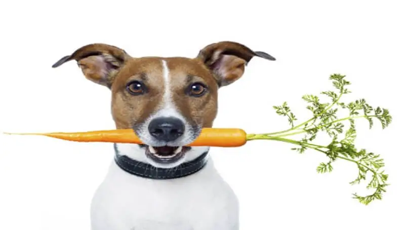 A Dog and Carrot