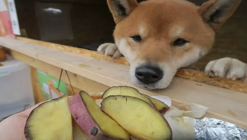 Dog Begging for Potatoes