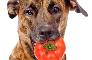 Dog Eating a Tomato