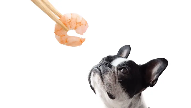 Dog Eating Shrimp