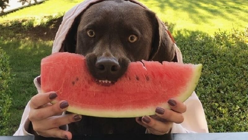 Dog Eating Watermelon