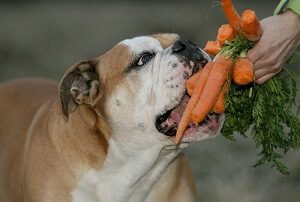 Dog Eats Carrots