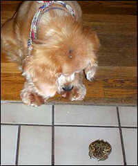 Dog Looking at Toad