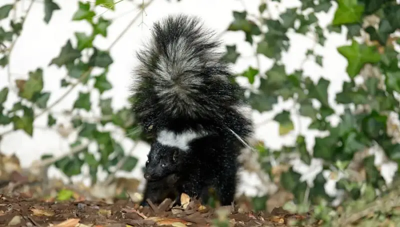 Dog Sprayed By Skunk