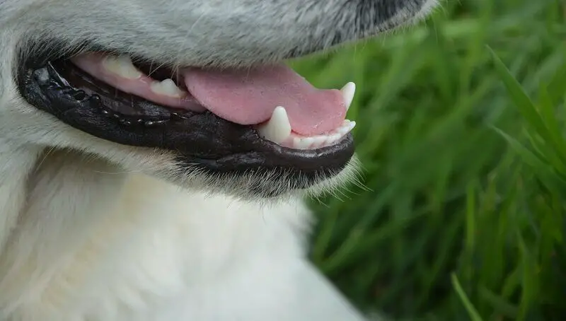 Dog White Tongue