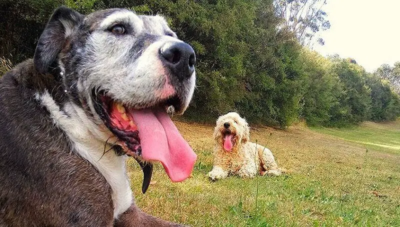 Dog Facts for Kids 4 Facts About Dogs