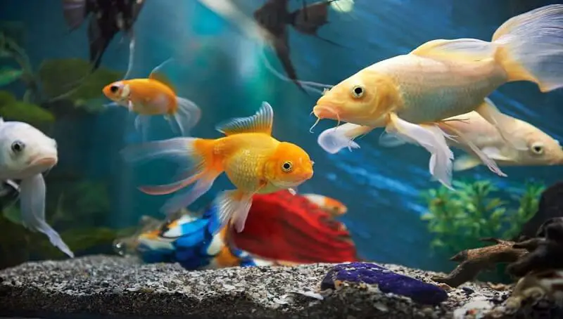 Are My Fish Eating Each Other? 2 Fish In A Tank