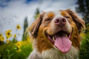 Fun Facts about Dogs