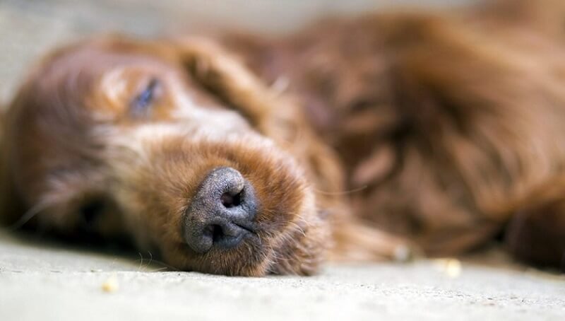 How To Deal with The Fact That You Had to Euthanize Your Pet 3 Get Over Pet Euthanasia