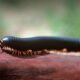 Giant Millipede as Pet