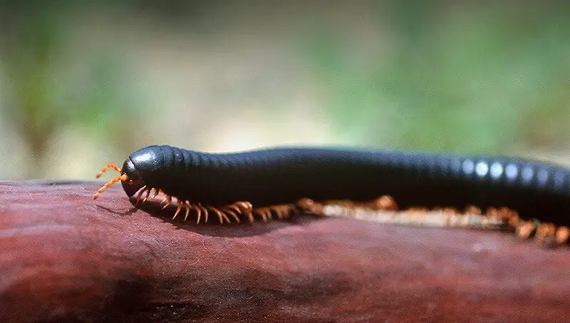 Giant Millipede as Pet