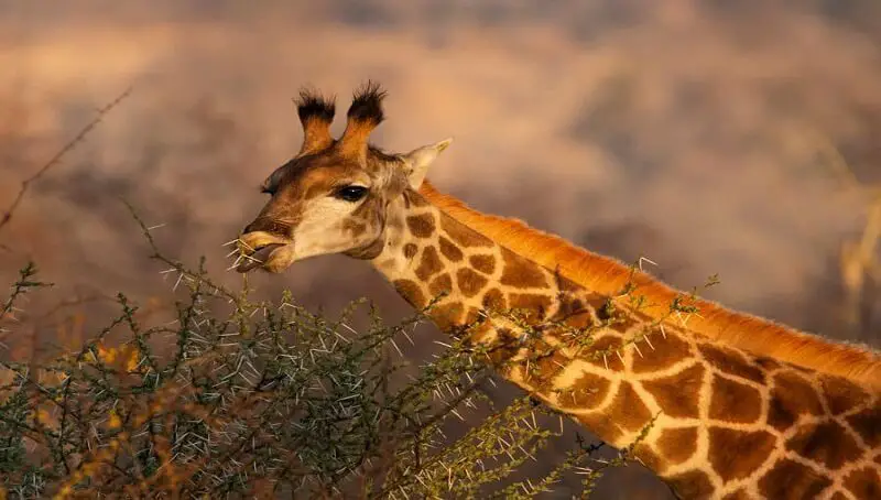 Giraffe Eating