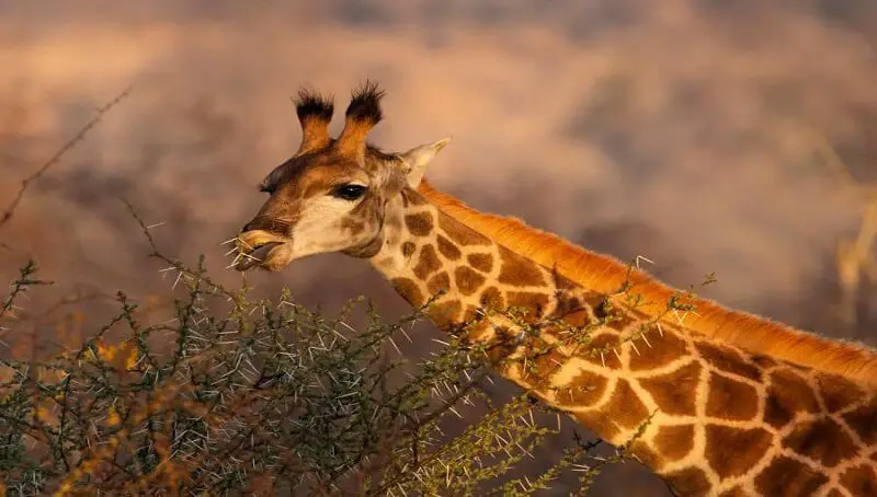 What do Giraffes Eat? 3 Giraffe Eating