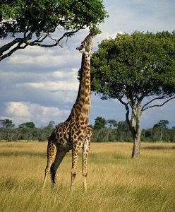 Giraffe Feeding