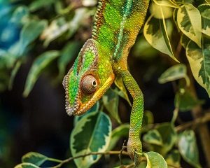 Green Chameleon