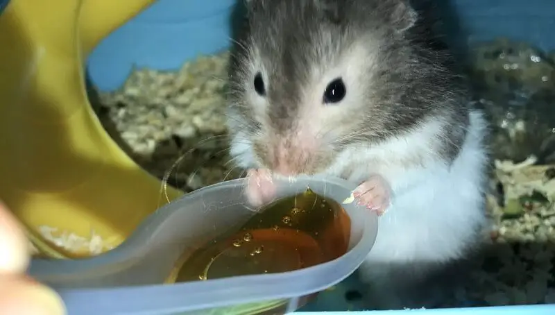 Hamster Eating Honey