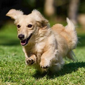 Happy Dachshund