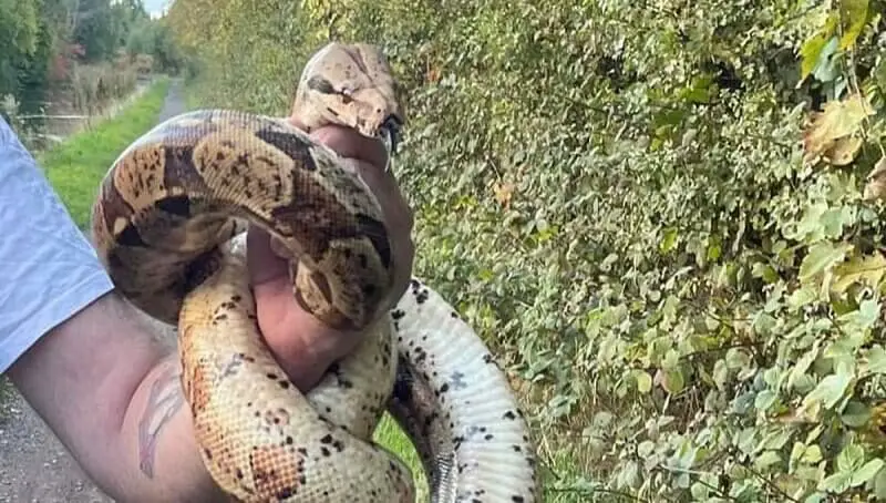 Constrictors as Pets 4 Info on Constrictor Snakes
