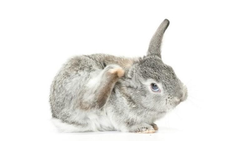 Itching or Scratching in Rabbits 4 Itching Scratching Rabbit