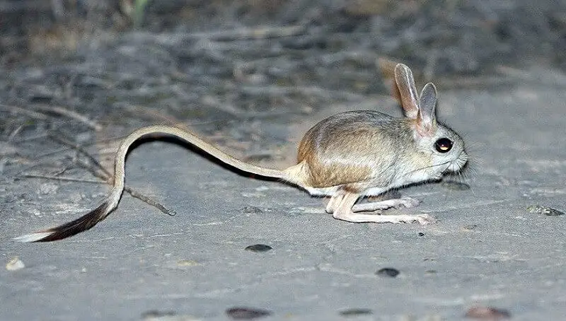 Jerboa In The Dessert