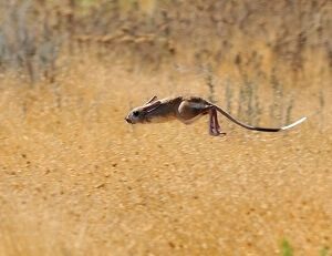 Jumping Jerboa