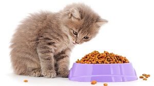 Kitten And Dry Food Bowl
