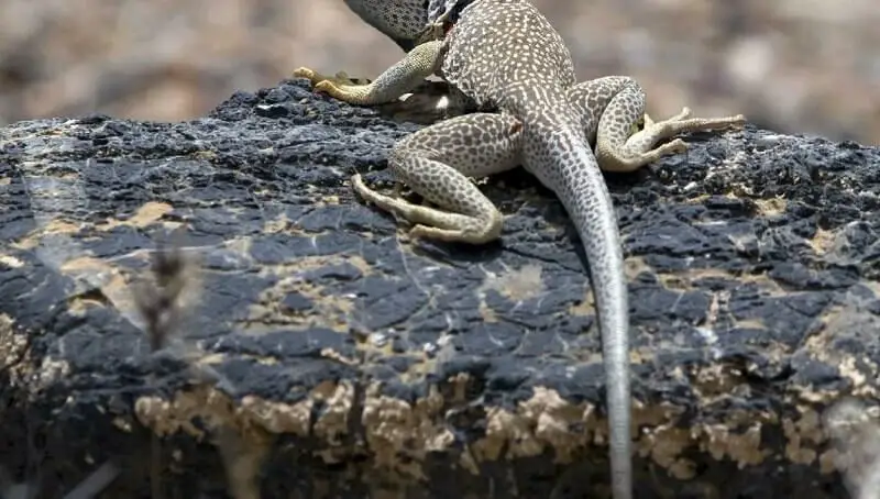 Lizard Losing Tail