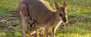 Mom And Baby Wallaby