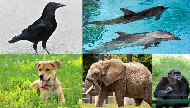 Most Intelligent Animals