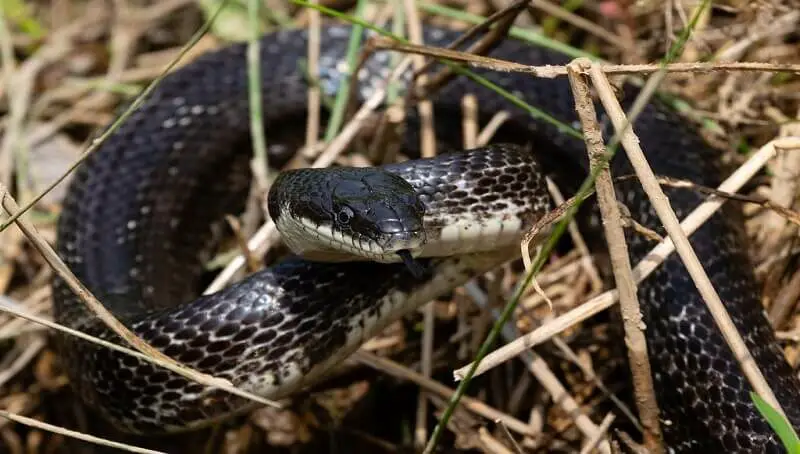 North Carolina Black Snakes