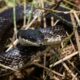 North Carolina Black Snakes