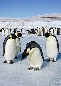 Penguin Crowd