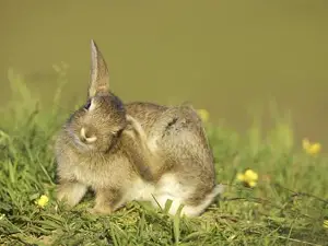 Rabbit Scratching