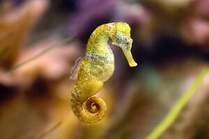 Seahorse Facts