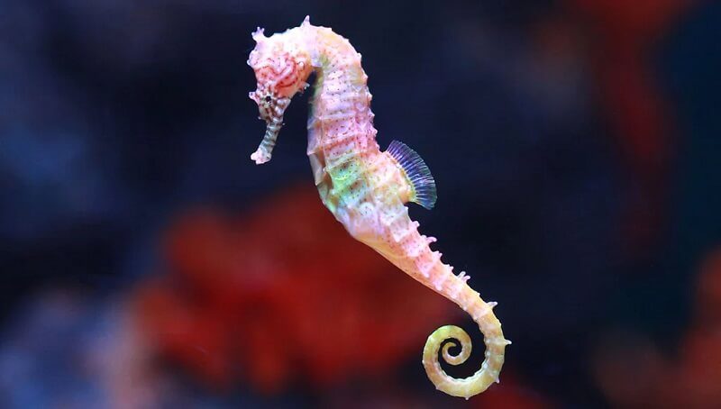 Seahorse in Water