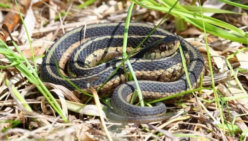 Snake in Garden