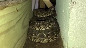 Snake in House