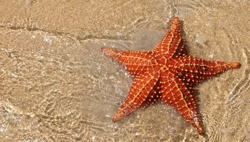 Starfish Facts