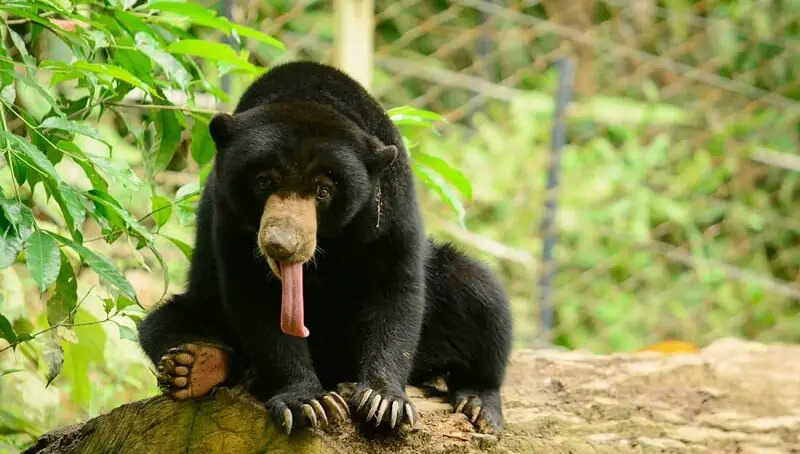 Sun Bear Tongue