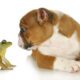 Toad Poisoning in Dogs