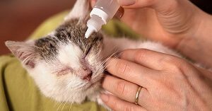 Treat Cat Conjunctivitis