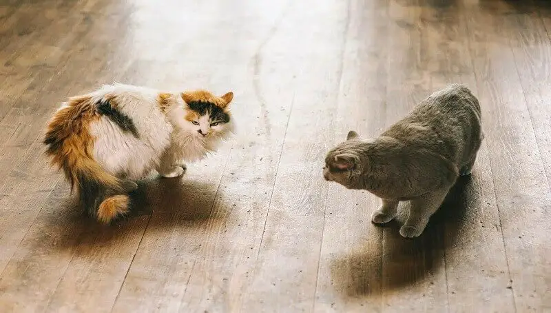 Two Cats Fighting In House
