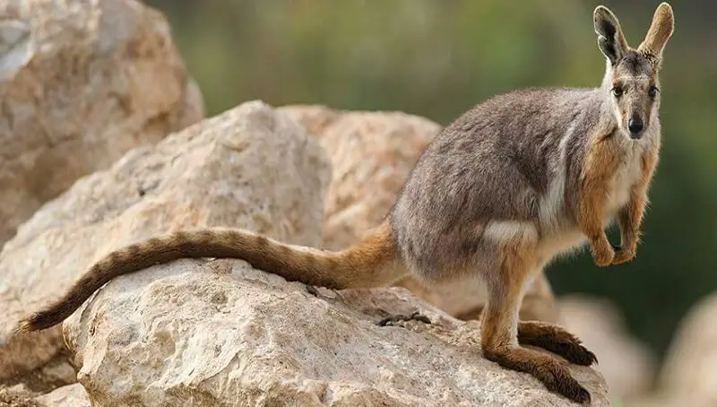Wallaby On A Rock