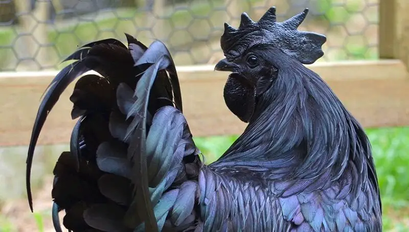 Ayam Cemani Breed – Interesting Facts About the Black Chicken 2 Black Rosster