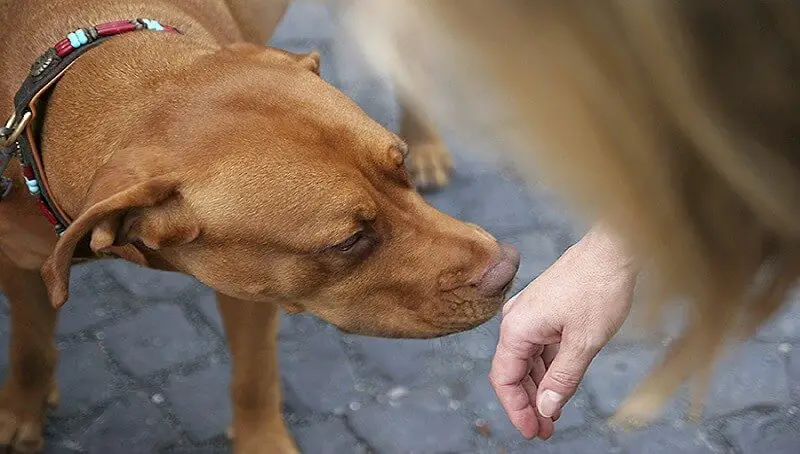 How Powerful Is a Dog’s Sense of Smell? 2 A Dog That Sniffs